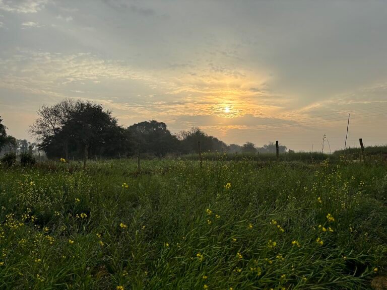 Township Plot, Barsana–Govardhan Road for sale in Barsana–Govardhan Road, Barsana